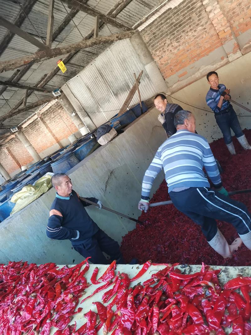 散海椒，泡二荆条，椒个头15公分，10吨批发酱香全国发货