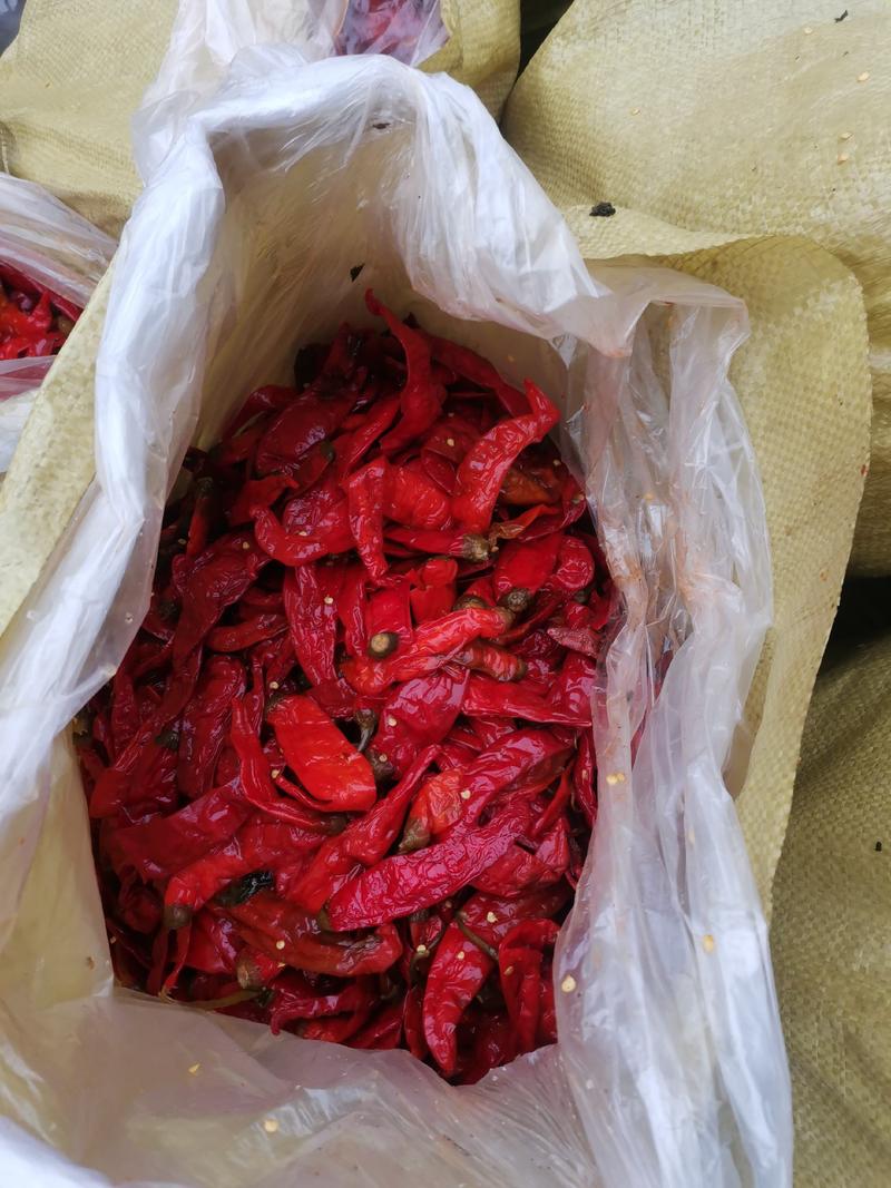 散海椒，泡二荆条，椒个头15公分，10吨批发酱香全国发货
