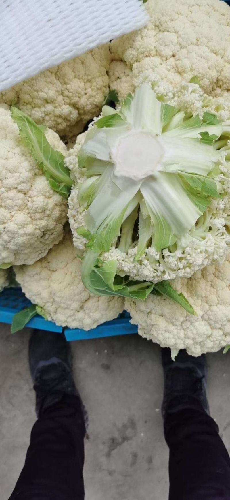 精品有机花菜，松花菜，清梗有机花，菜花面白个头小。