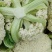 精品有机花菜，松花菜，清梗有机花，菜花面白个头小。