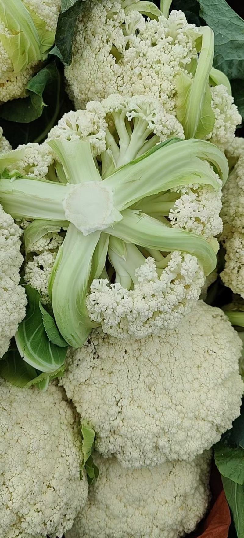 精品有机花菜，松花菜，清梗有机花，菜花面白个头小。