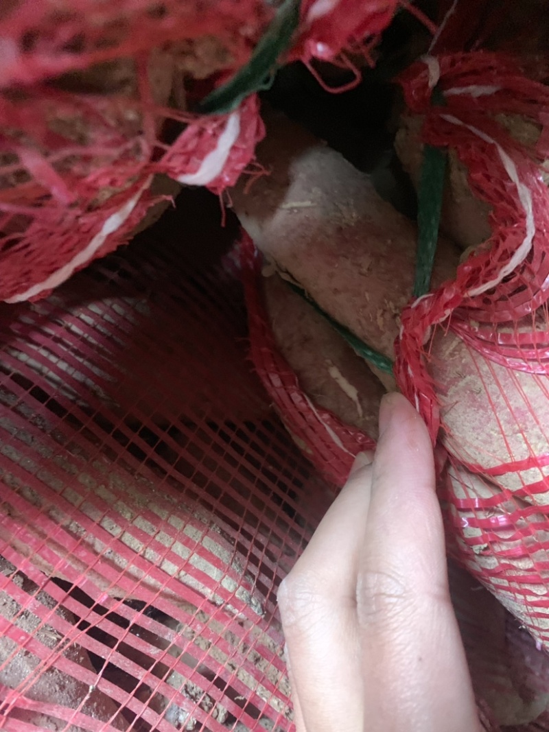 西瓜红红薯