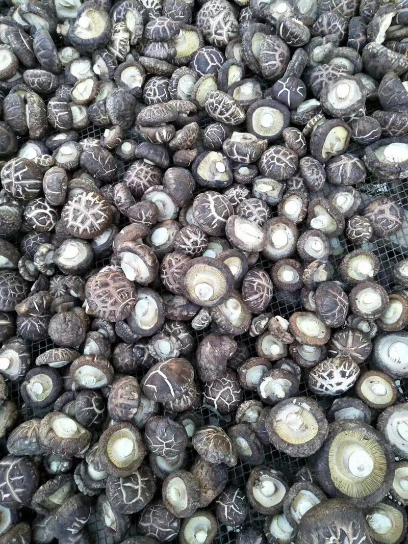 河南泌阳花菇，常年供应各类干香菇。品种齐全批发～零售