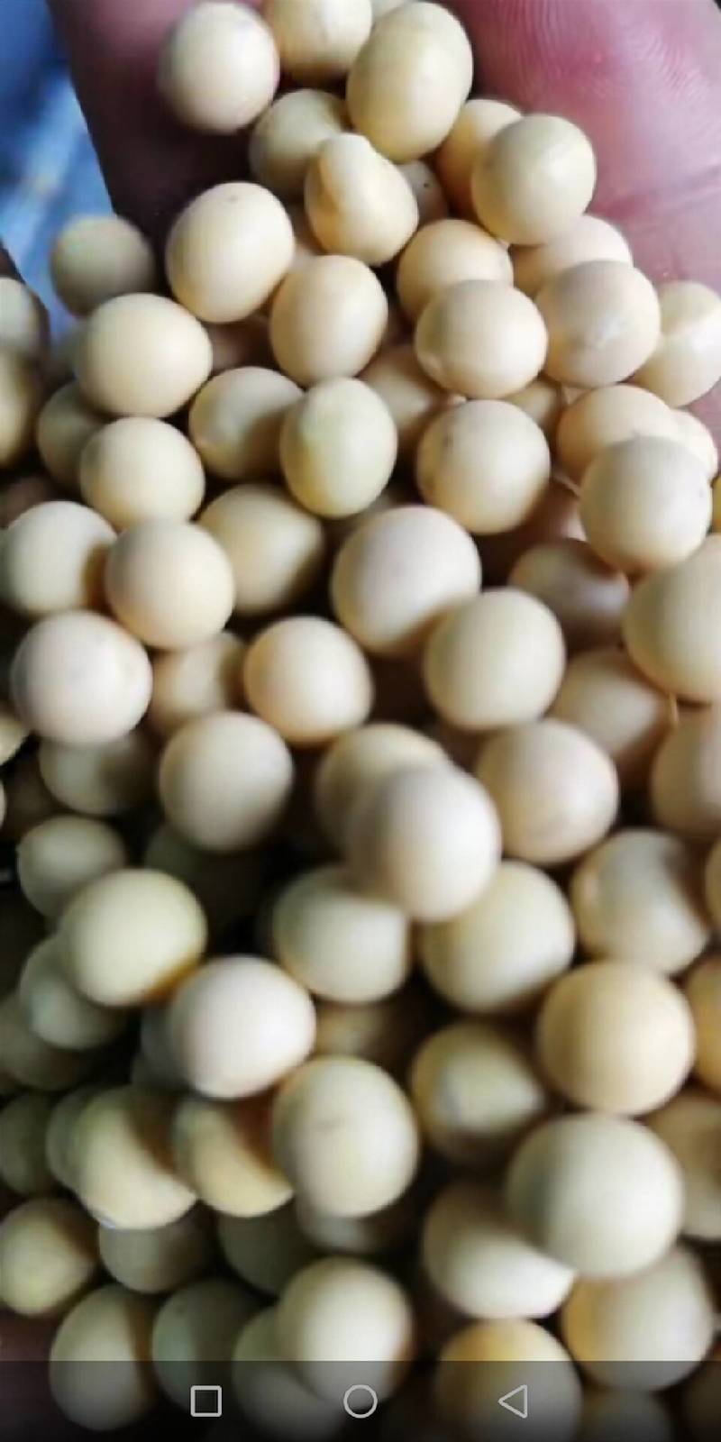 黑龙江大豆