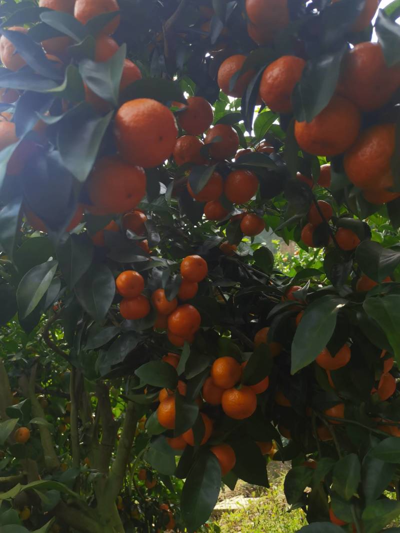广西梧州精品沙糖桔，果面好，均匀，红度好，口感好，起沙，