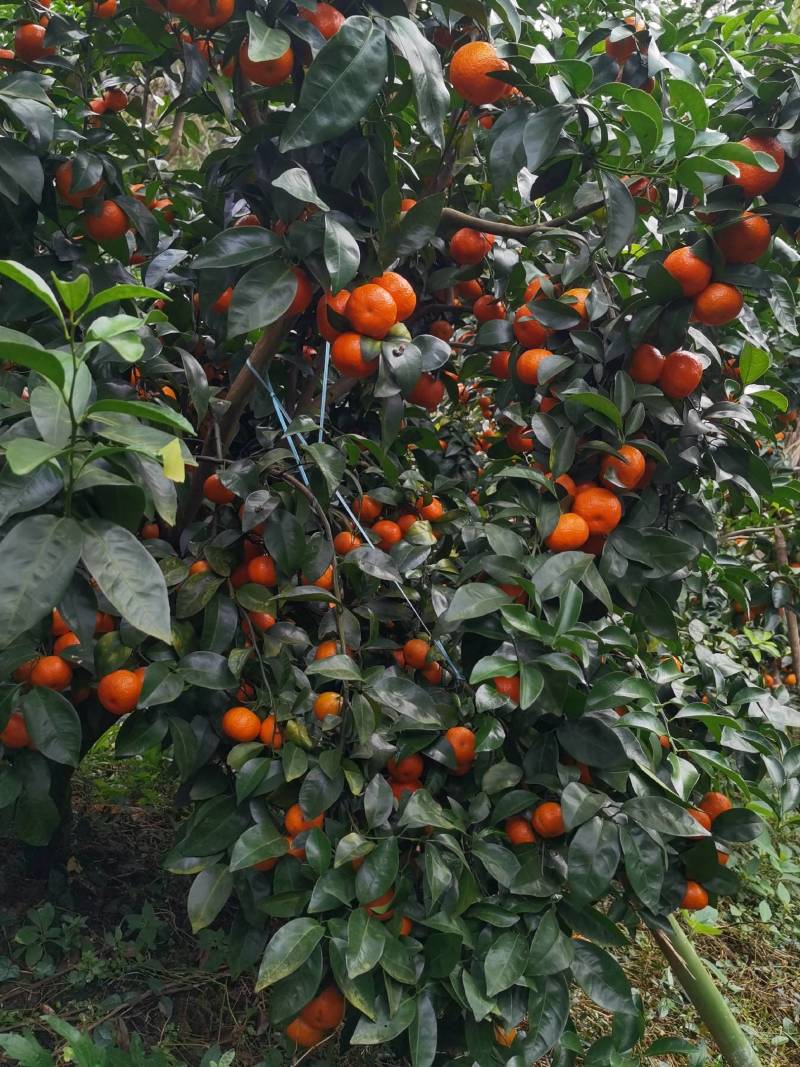 广西梧州精品沙糖桔，果面好，均匀，红度好，口感好，起沙，