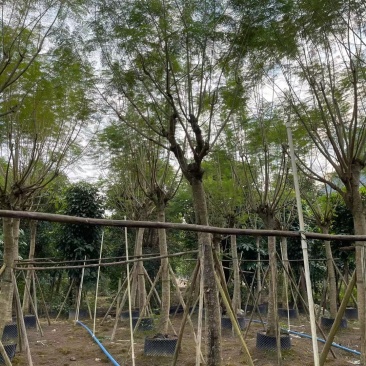 绿化园林风景树！蓝花楹