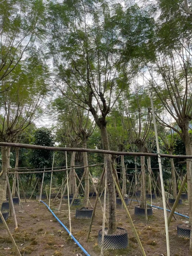 绿化园林风景树！蓝花楹