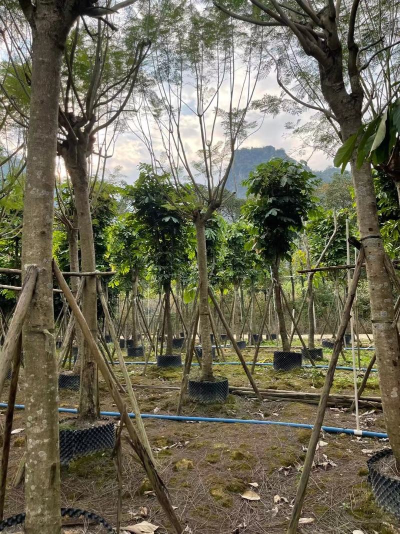 绿化园林风景树！蓝花楹