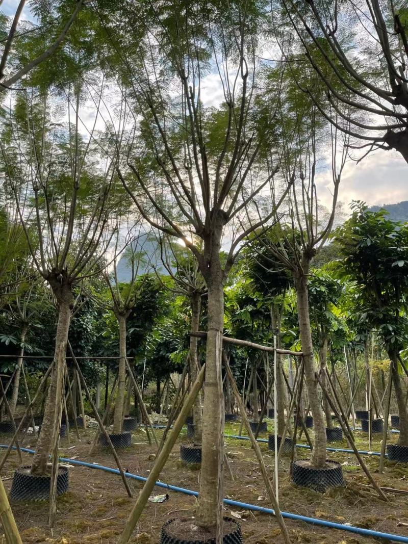 绿化园林风景树！蓝花楹
