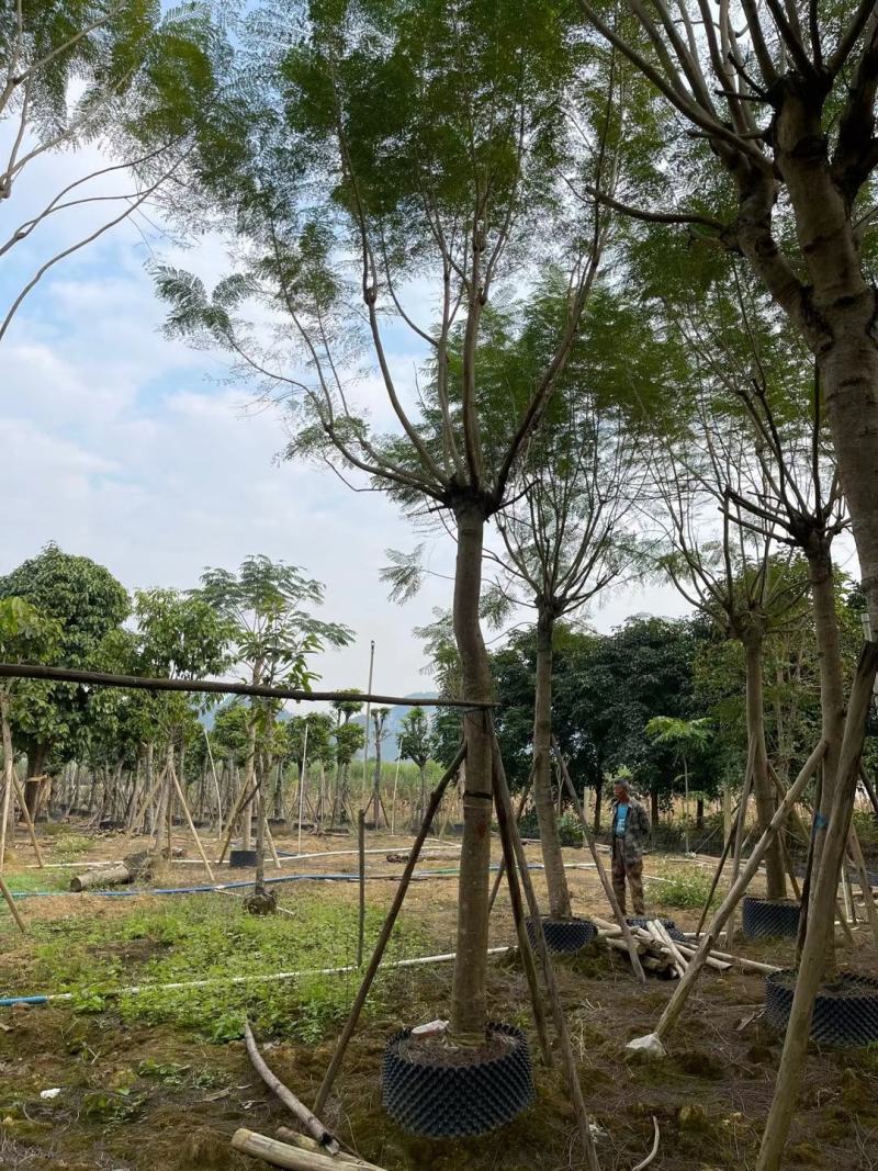 绿化园林风景树！蓝花楹