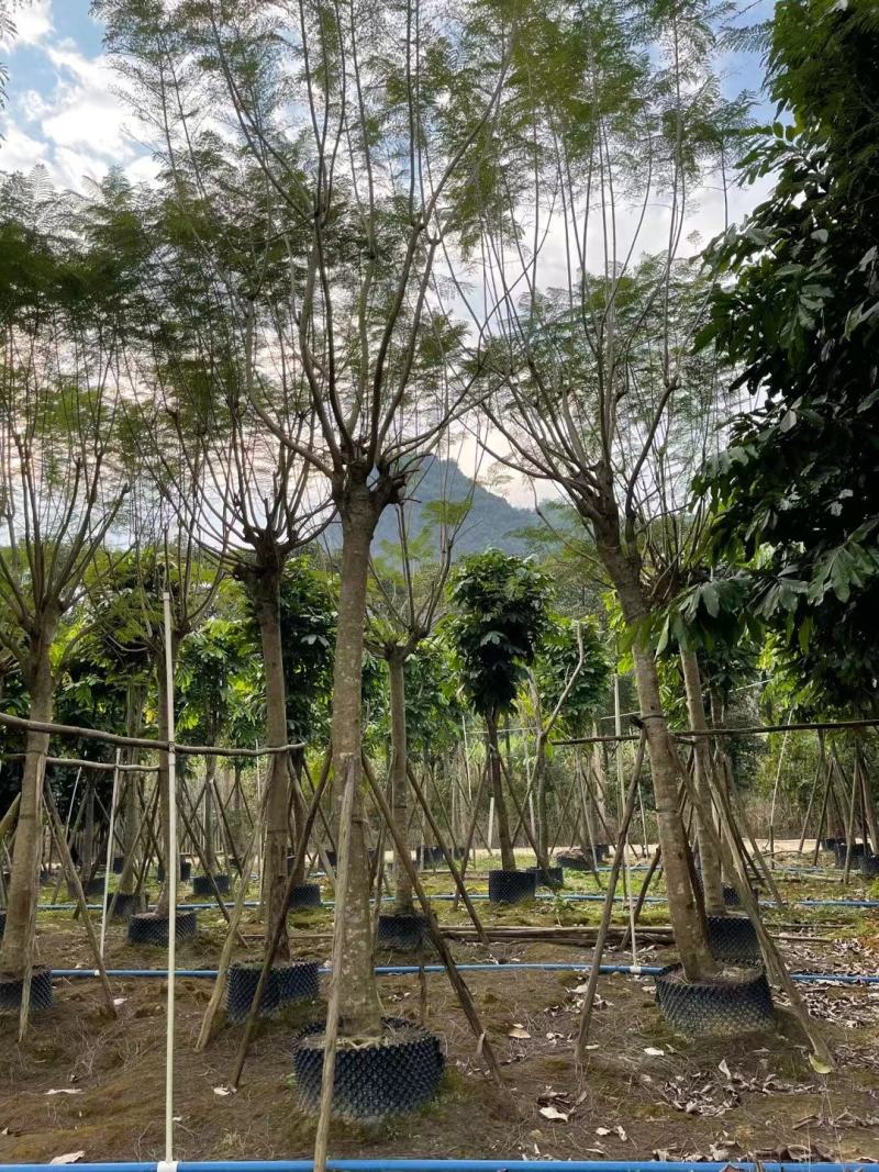 绿化园林风景树！蓝花楹