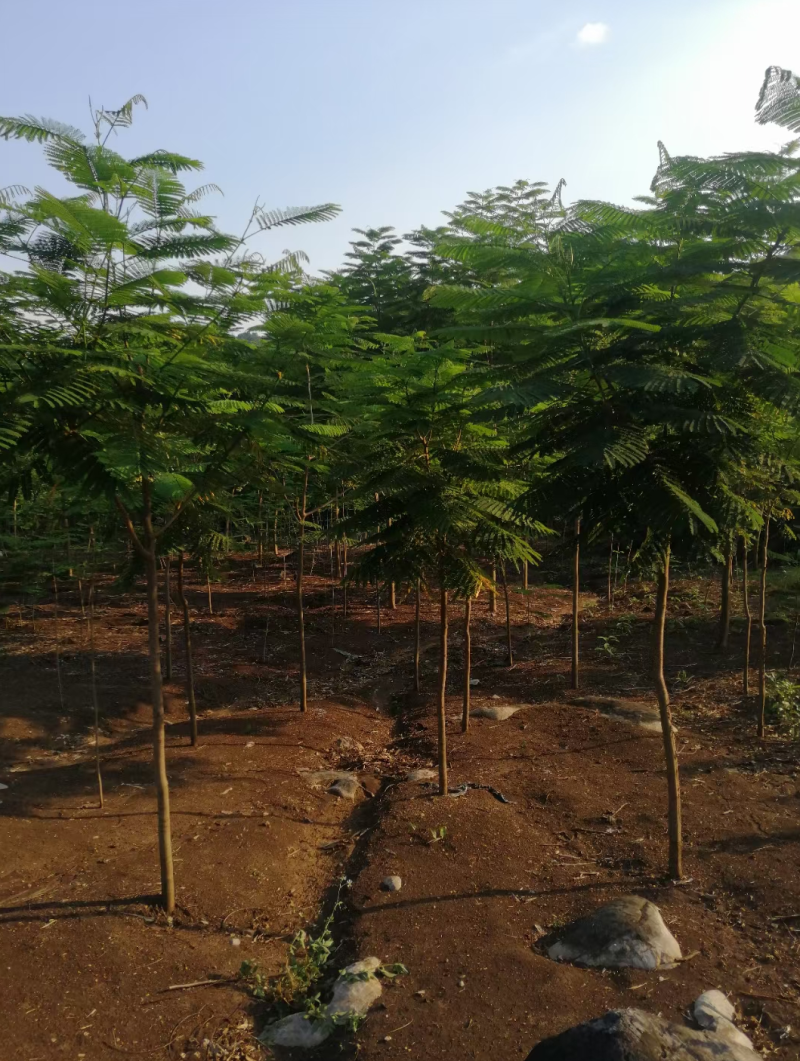 绿化园林风景树！蓝花楹