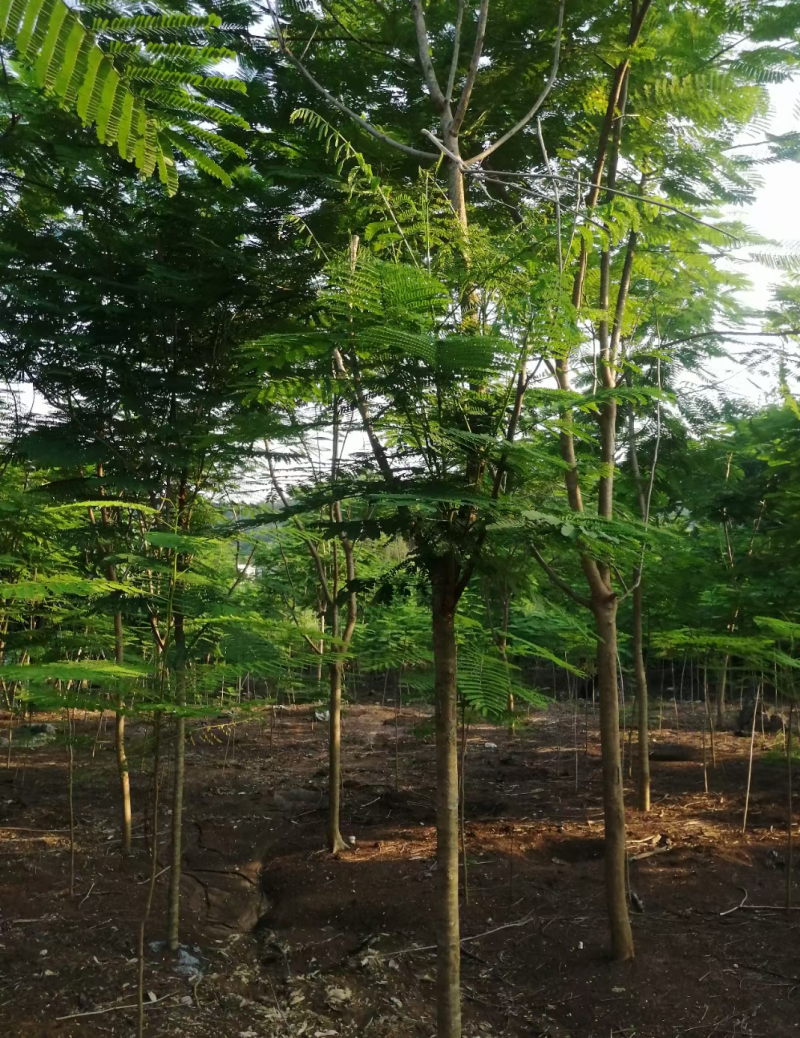 绿化园林风景树！蓝花楹