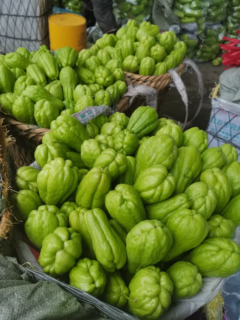 贵州精品佛手瓜，自家基地直供，现摘现发，量大从优