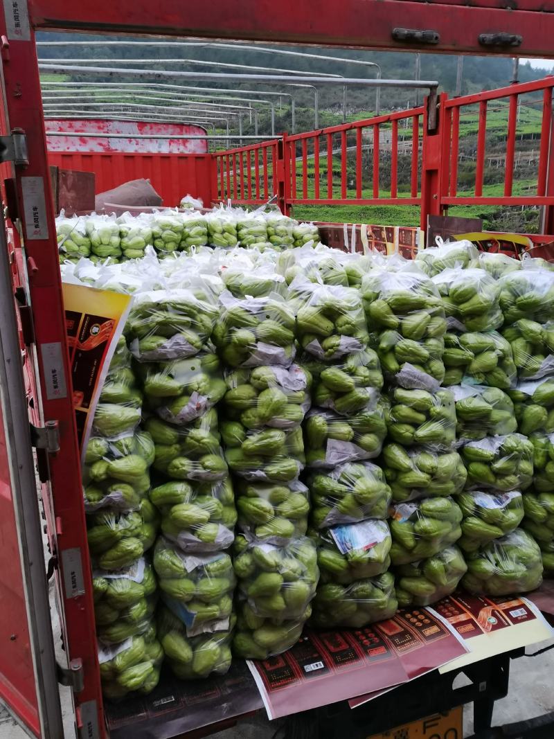 贵州精品佛手瓜，自家基地直供，现摘现发，量大从优