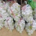贵州精品佛手瓜，自家基地直供，现摘现发，量大从优