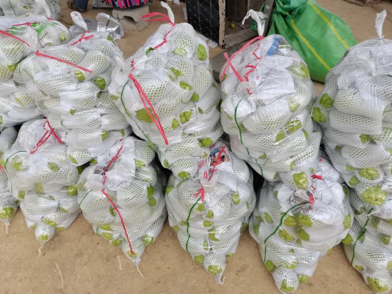 贵州精品佛手瓜，自家基地直供，现摘现发，量大从优