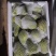 贵州精品佛手瓜，自家基地直供，现摘现发，量大从优