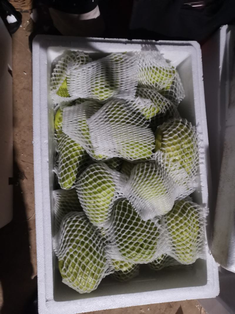 贵州精品佛手瓜，自家基地直供，现摘现发，量大从优