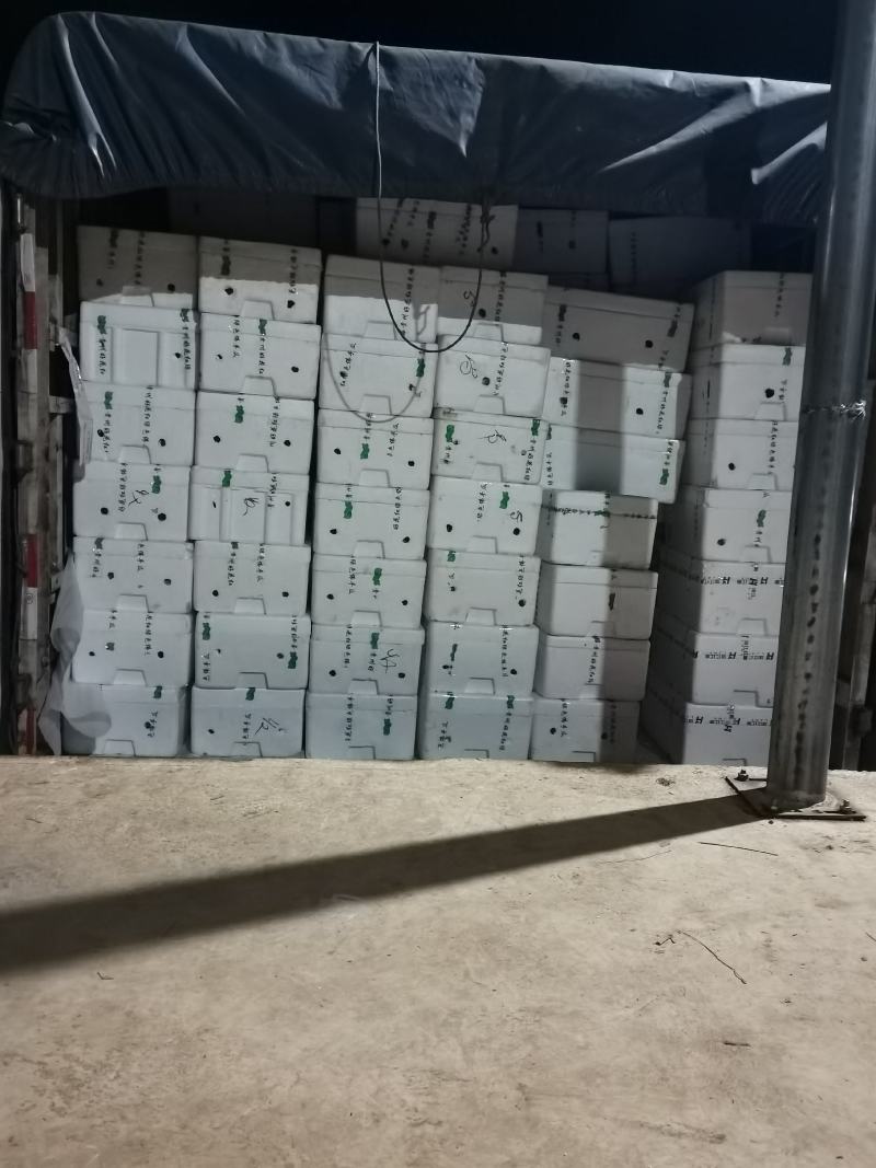 贵州精品佛手瓜，自家基地直供，现摘现发，量大从优