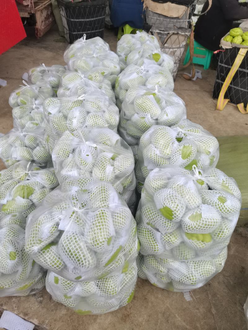 贵州精品佛手瓜，自家基地直供，现摘现发，量大从优