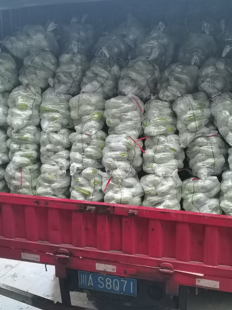 贵州精品佛手瓜，自家基地直供，现摘现发，量大从优