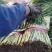 秦皇岛韭菜大量上市