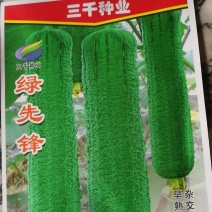 绿先锋丝瓜种子，杂交一代，