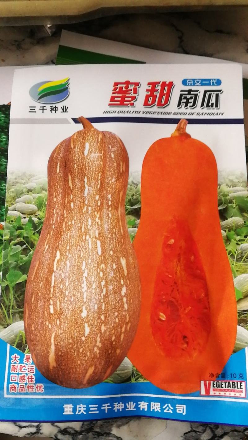 蜜甜南瓜种子，单果3-8公斤，