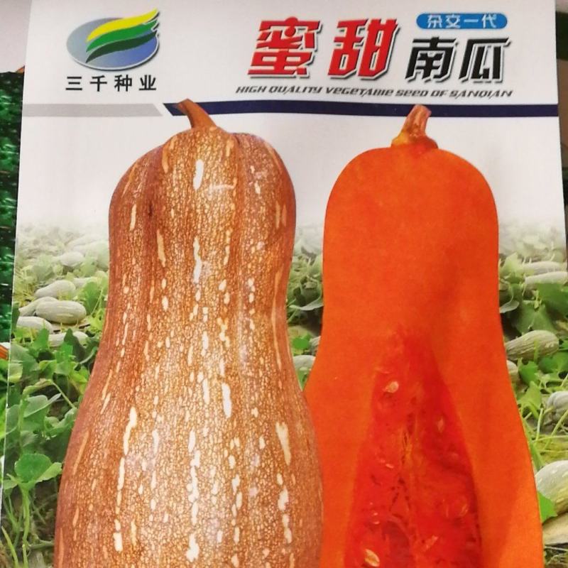 蜜甜南瓜种子，单果3-8公斤，