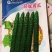 鼎冠黄瓜种子，早熟，瓜色深绿。