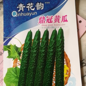 鼎冠黄瓜种子，早熟，瓜色深绿。