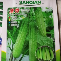 清秀黄瓜种子，早熟，无苦味，瓜条美，
