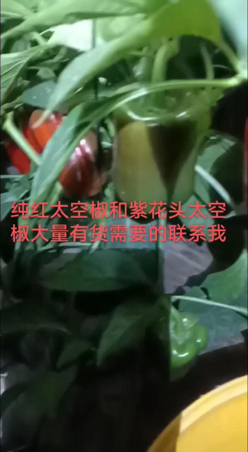 【荐】圆椒精品辣椒变色太空椒木红紫花头货源充足对接全国电商
