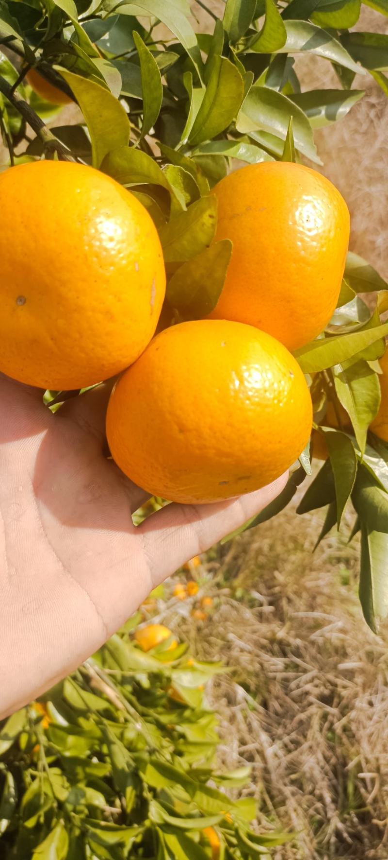 桂林全州无冻伤果沃柑口感纯甜皮薄，肉厚大量现货全国供货！