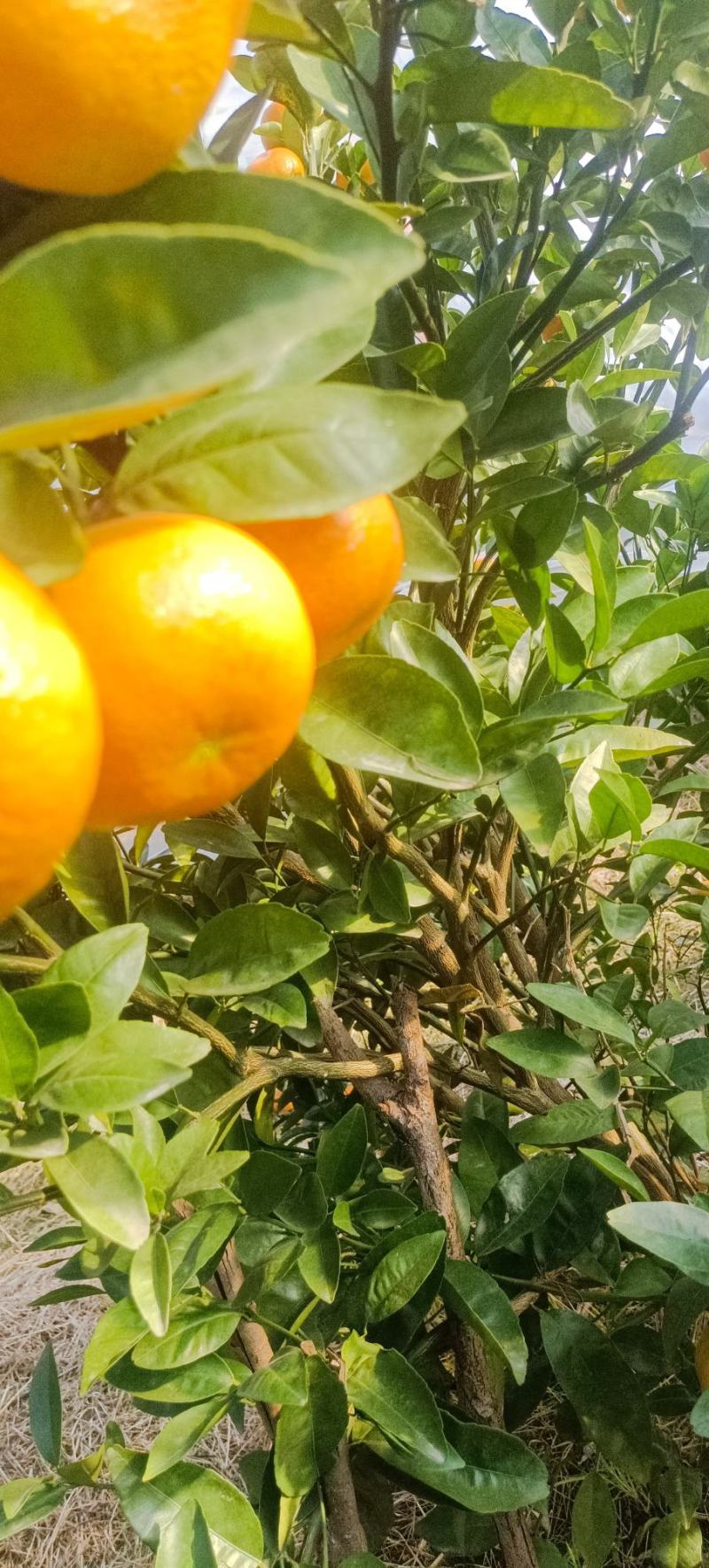 桂林全州无冻伤果沃柑口感纯甜皮薄，肉厚大量现货全国供货！