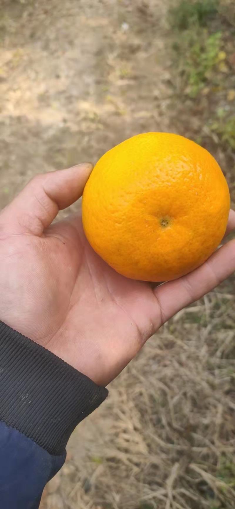 桂林全州无冻伤果沃柑口感纯甜皮薄，肉厚大量现货全国供货！