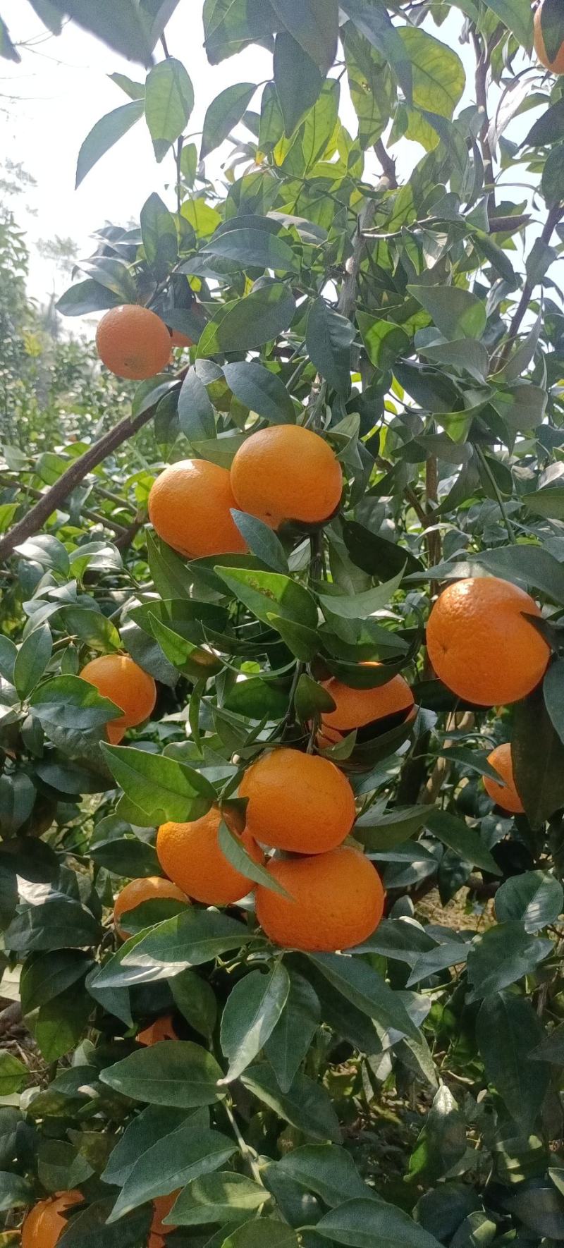 桂林全州无冻伤果沃柑口感纯甜皮薄，肉厚大量现货全国供货！
