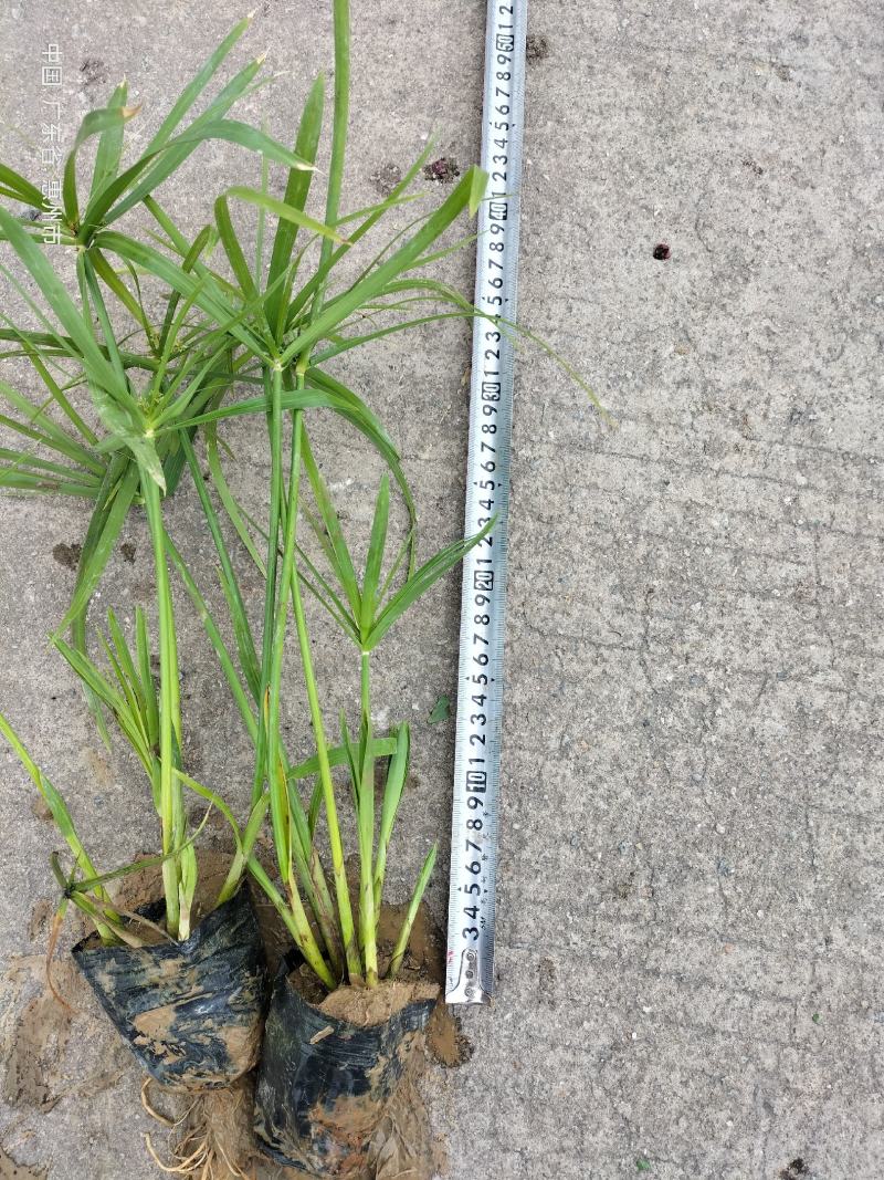 广东水生植物基地大量有货供应旱伞草，风车草！