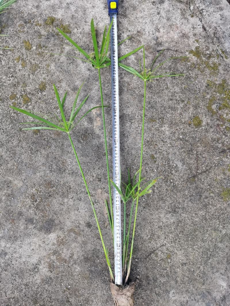 广东水生植物基地大量有货供应旱伞草，风车草！