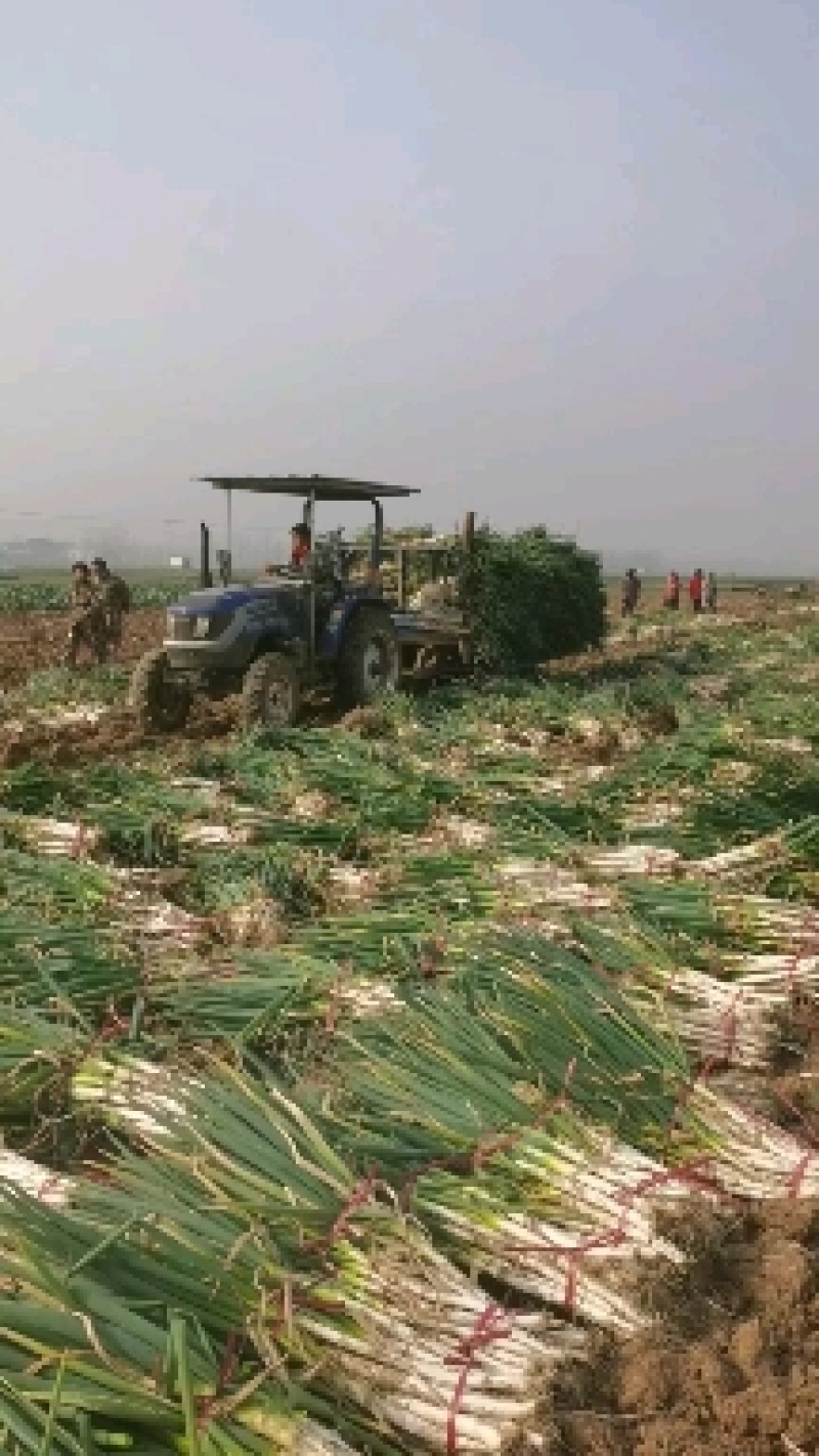 南阳铁杆大葱河南大葱基地直供货量充足规格大小齐全粗细可分拣