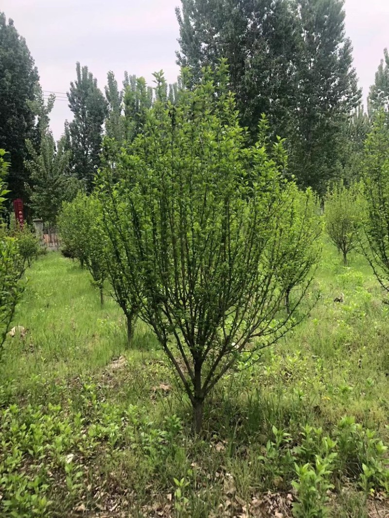 批发绿化工程苗独杆木槿，丛生木槿，大花木槿