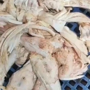 生牛蹄筋。带主筋生鲜货产地直发，货源充足，欢迎来电咨询