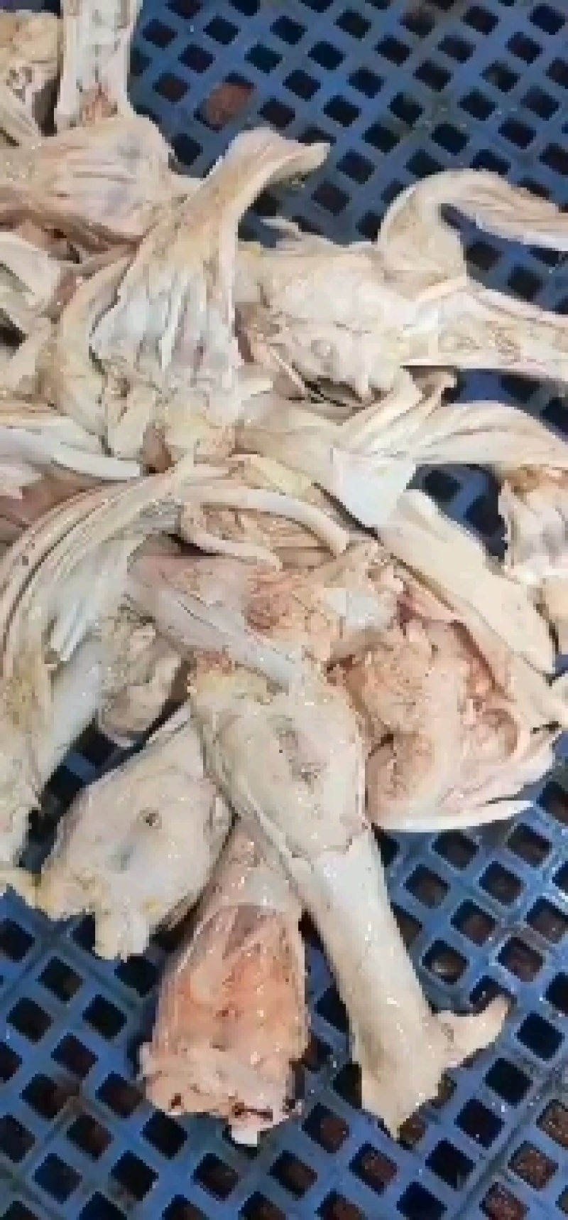 生牛蹄筋。带主筋生鲜货产地直发，货源充足，欢迎来电咨询