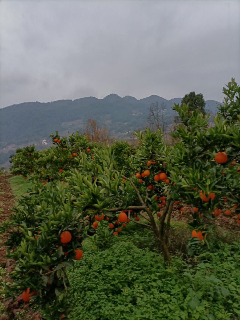 纽荷尔甜橙