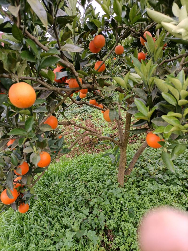 纽荷尔甜橙