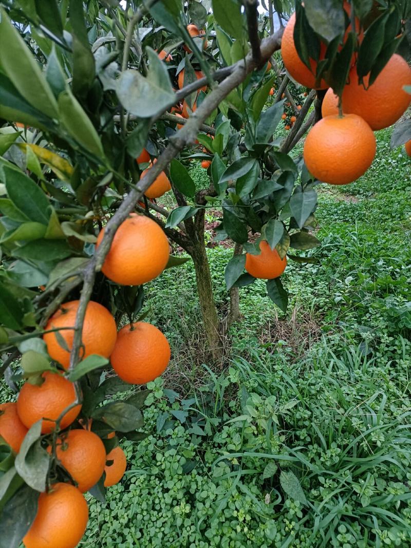 纽荷尔甜橙