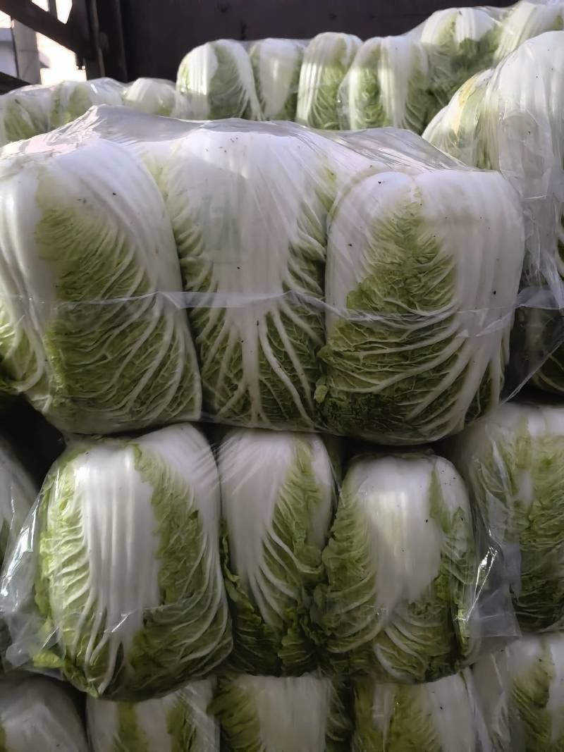 江苏白菜精品黄心白菜产地直发一手货源全国发货协助找车