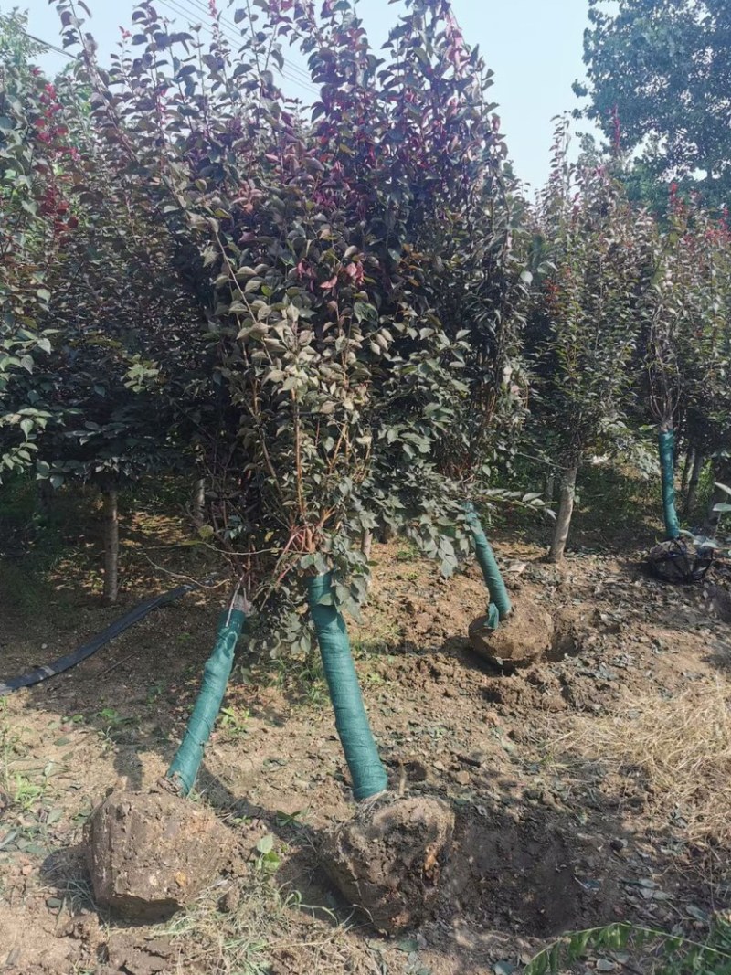 美人梅3公分到15公分，品质保证，价格优惠提供发票